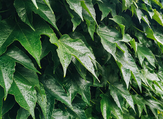 Green leaves wild grape. Natural background close-up.