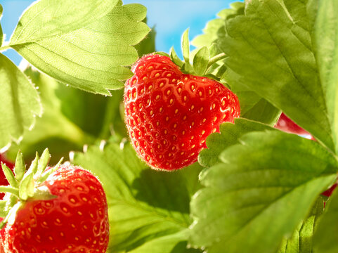 Erdbeerpflanze mit reifen Erdbeeren im sonnigen Licht