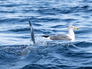 Delphinflosse mit Möwe im Hintergrund