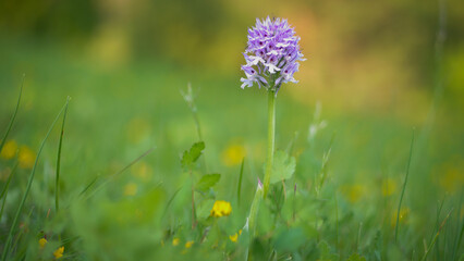 Wildorchidee | Wilde Orchidee: Zarte Blütenpracht auf Sommerwiese, lila Wiesenblumen im sanften...