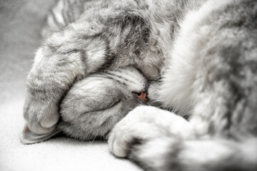 scottish straight cat is sleeping. Close-up of the muzzle of a sleeping cat with closed eyes. Against the backdrop of a light blanket. Favorite pets, cat food.