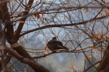 A Pigeon resting on a branch