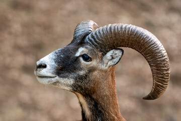 Mouflon with curvy horn in forest