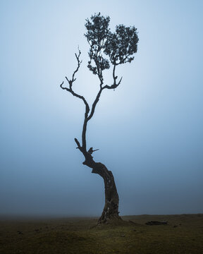 Mystischer Baum im Nebel Fanal Madeira