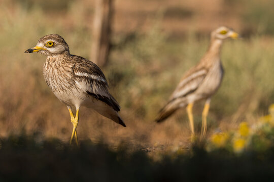 Stone curlew on grass in nature during sunny day