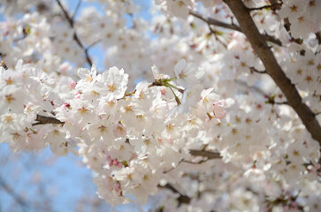 Japanese cherry blossoms in full bloom in spring
