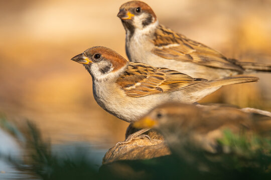 Small birds sitting on rock