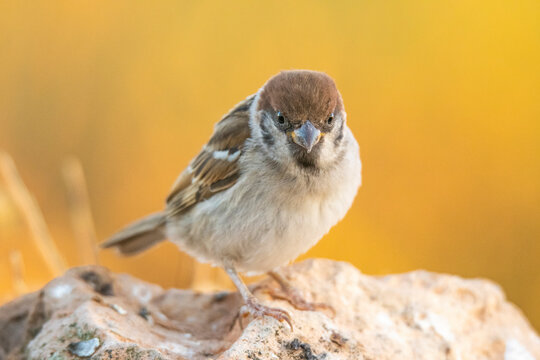 Small bird sitting on rock