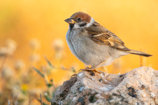 Small bird sitting on rock