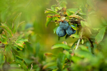 Sloes growing on branch of blackthorn bush and green leaves | medical plant