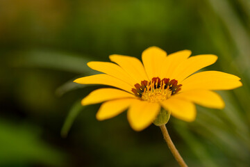Macro of calliopsis (coreopsis) bloom with blured dark green brackground | gardening, garden, balcony flower