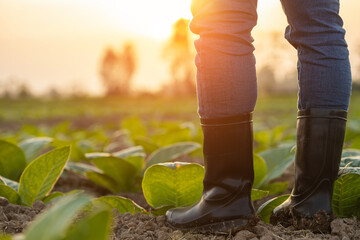 Farmer legs. Farmer wearing black rubber boots and standing at the young tobacco field at sunset...