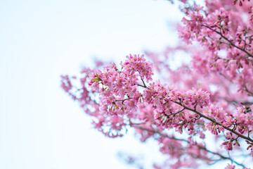 Thailand's winter flowers resemble Japanese cherry blossoms.