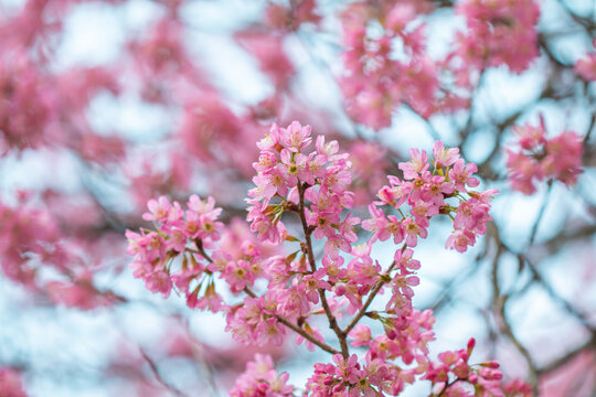 Thailand's winter flowers resemble Japanese cherry blossoms.