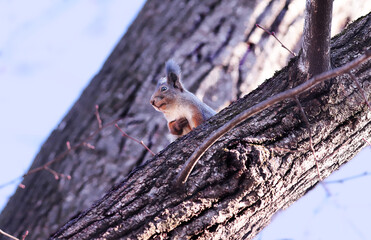Squirrel between tree trunks...