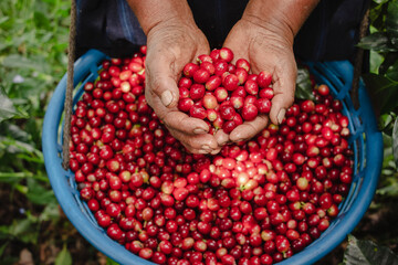 Granos de cafe rojos recién cultivados en manos de productor de cafe orgánico