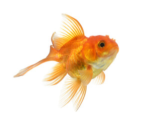 gold fish isolated on transparent png