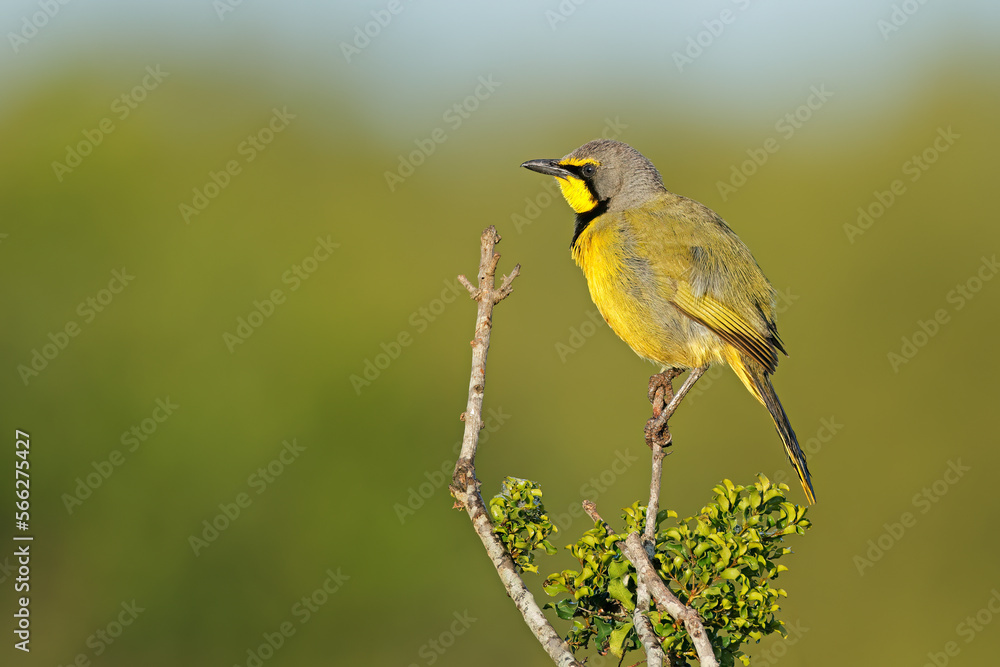 Wall mural A bokmakierie shrike (Telophorus zeylonus) perched on a branch, South Africa.