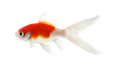 Gold fish Isolation on transparent png