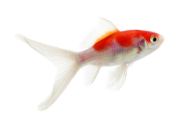 gold fish isolated on transparent png