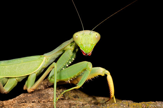 Portrait of a common green mantis (Sphodromantis gastrica) on black, South Africa.