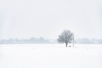 Single tree on snowy field in countryside