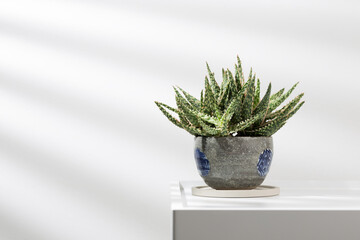 Aloe christmas carol in a gary ceramic pot on a white table.