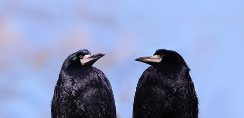 Two black crows look at each other...