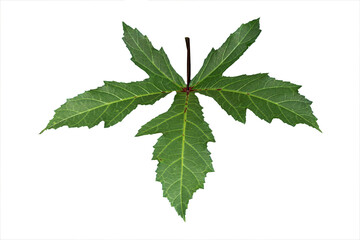 Green okra leaf isolated on white background