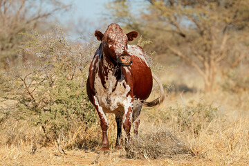 A free-range Sanga cow - indigenous cattle breed of northern Namibia, southern Africa.