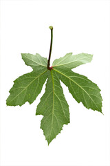 Green okra leaf isolated on white background