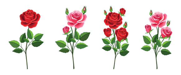 Set of beautiful red and pink roses in cartoon style. Vector illustration of spring and summer flowers in large and small sizes with closed and open buds and green leaves isolated on white background. © MVshop