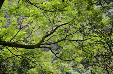 a leaf image, the nature concept photo