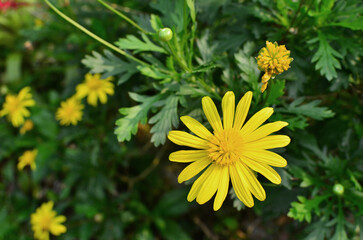 Closed up yellow flowers in the garden