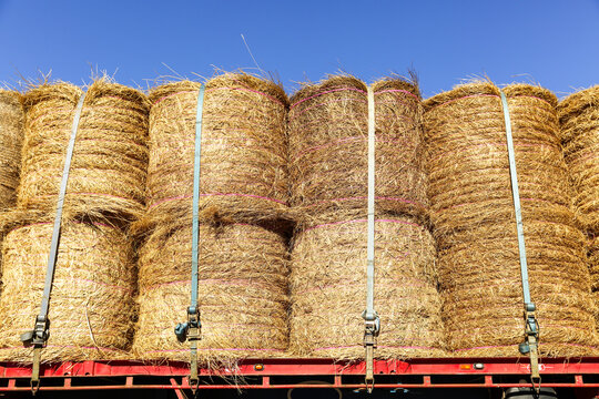 Large round hay bales on semi-trailer heading to drought affected areas of QLD.