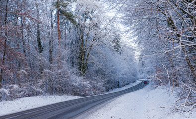 
Road through a snowy forest