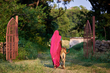 A woman wearing pink sari  wearing pink sari walks with a young cow through a green village
