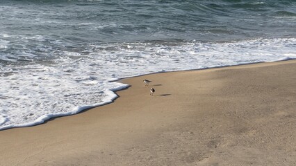 Sandpipers on the beach