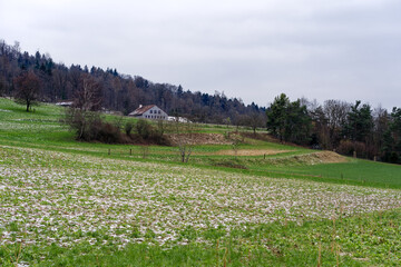 Fototapeta premium Farm with meadow, agriculture field and orchard on a gray cloudy winter day at City of Zürich district Schwamendingen. Photo taken January 29th, 2023, Zurich, Switzerland.