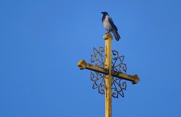 bird on a pole