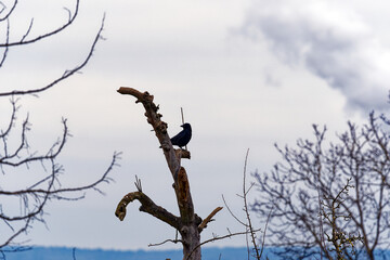 Raven standing on branch of dead tree at City of Zürich district Schwamendingen on a gray and cloudy winter day. Photo taken January 29th, 2023, Zurich, Switzerland.