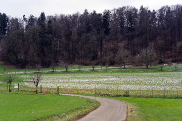 Beautiful scenic landscape with winding rural road, orchard, meadow and forest in the background on a gray and cloudy winter day at City of Zürich. Photo taken January 29th, 2023, Zurich, Switzerland.