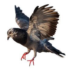 pigeon isolated on white