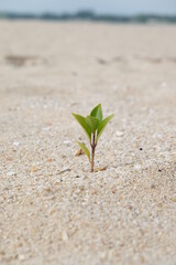 Rise life plant growing on grought land