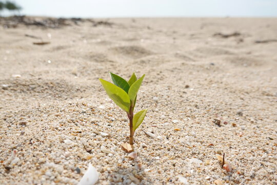 Rise life plant growing on grought land