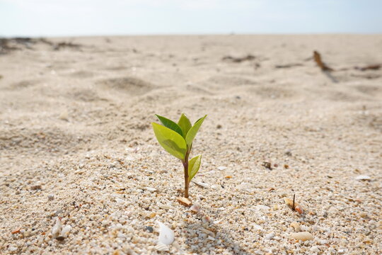 Rise life plant growing on grought land