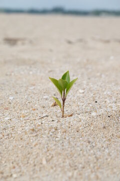 Rise life plant growing on grought land