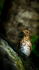 small bird in the forest