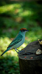 blue and green wing bird with red head