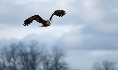 bald eagle in flight
